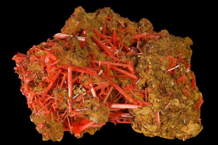 Bright Orange Crocoite Crystal Cluster - Tasmania #171719
